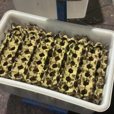 双斑油葫芦蟋蟀活体大亚