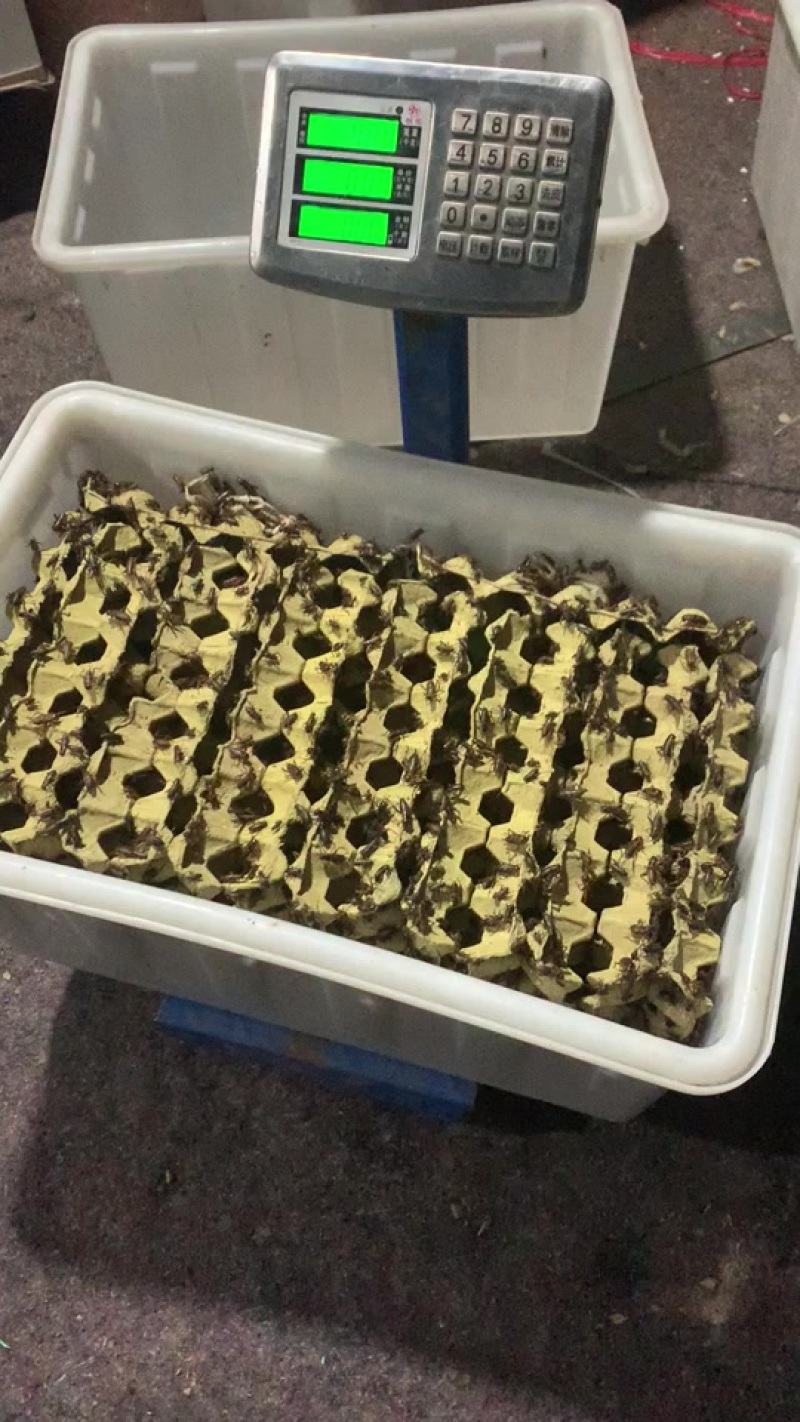 双斑油葫芦蟋蟀活体大亚