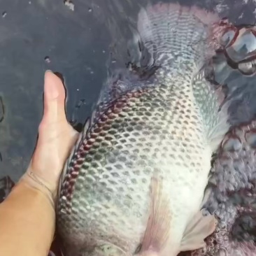 海南罗飞鱼批发***********