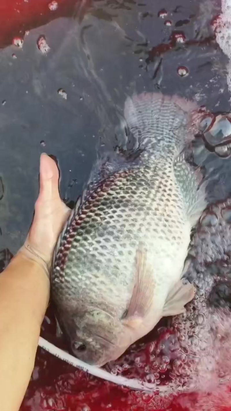 海南罗飞鱼批发***********