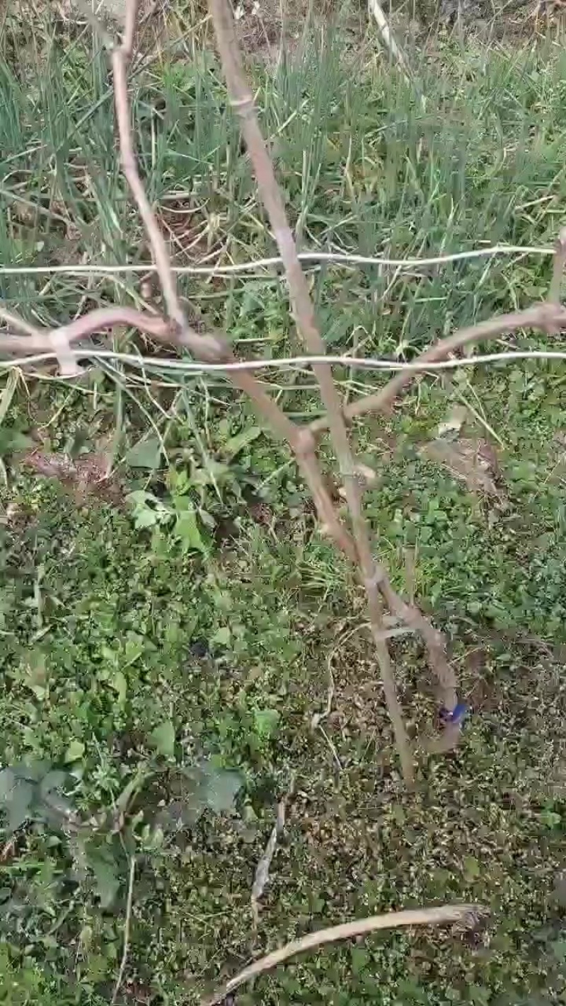 阳光玫瑰苗