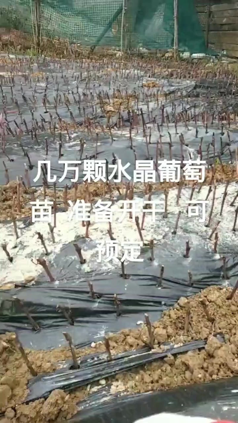 阳光玫瑰苗