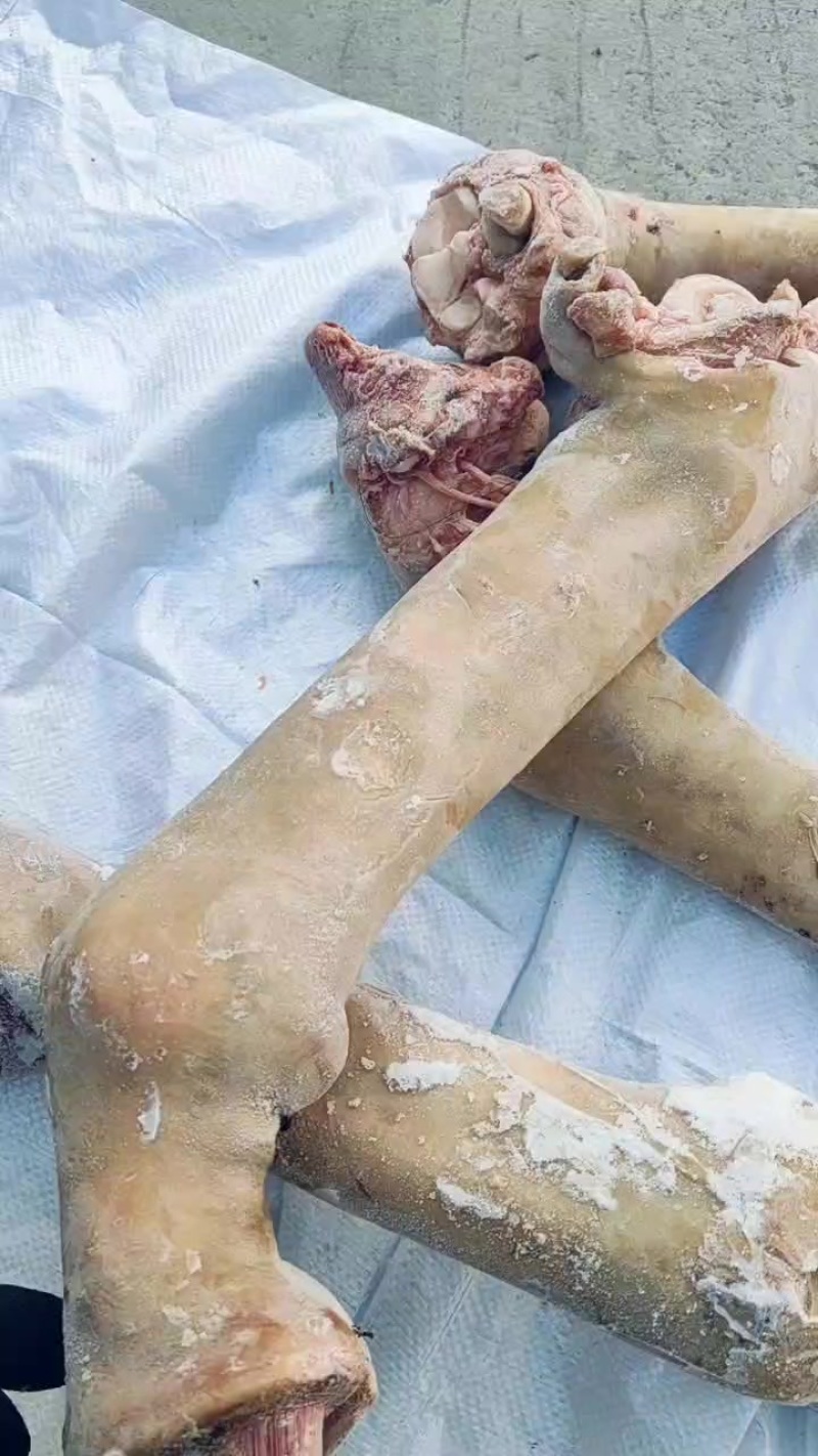 长蹄子