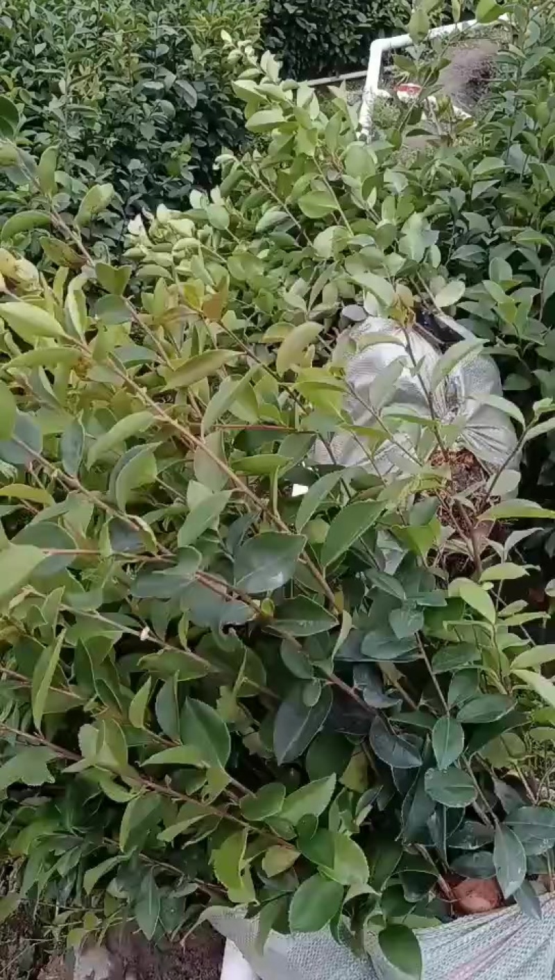 油茶苗油茶树苗实生油茶嫁接油茶苗高产长林嫁接油茶树苗