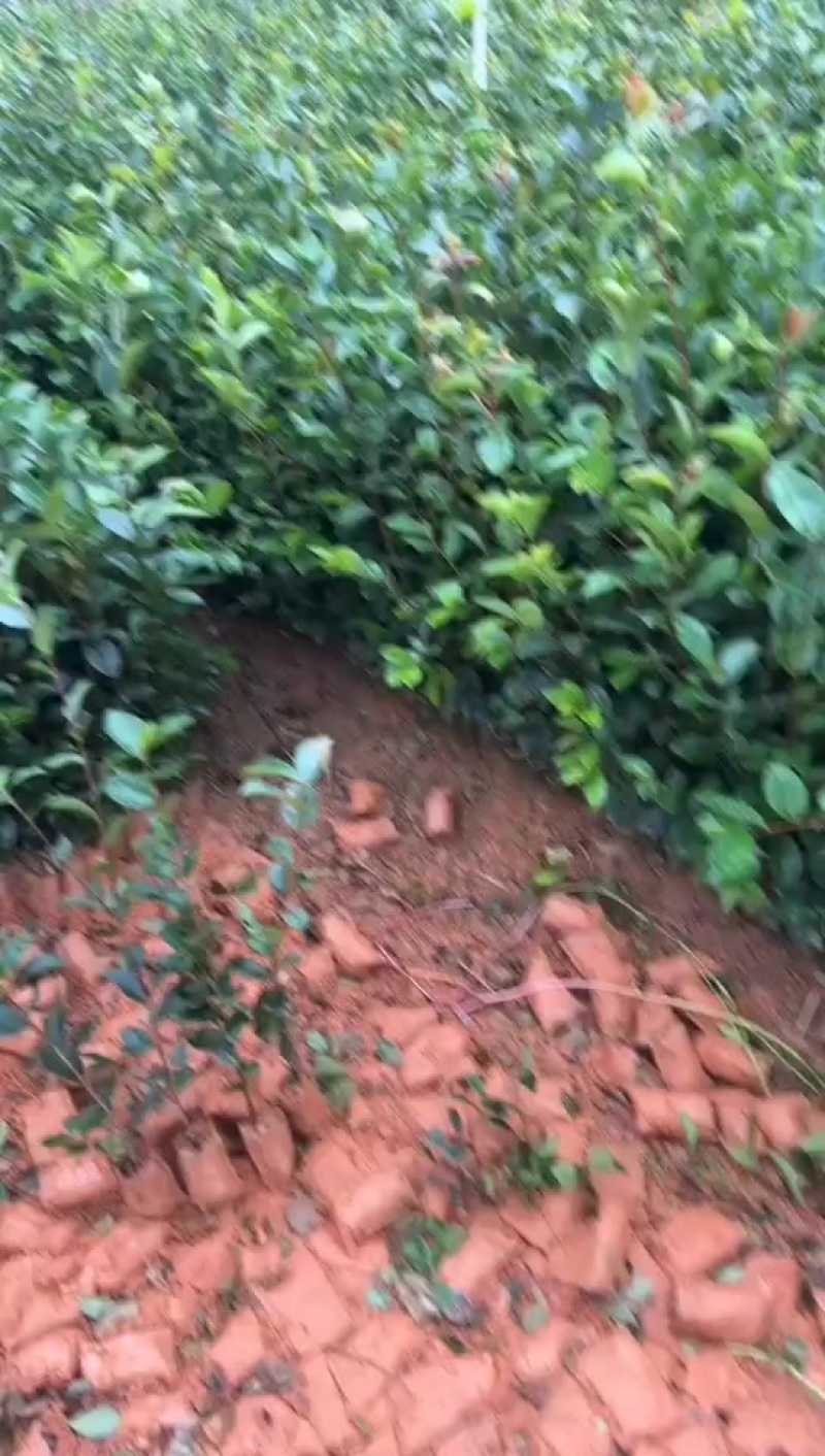 油茶苗油茶树苗实生油茶嫁接油茶苗高产长林嫁接油茶树苗