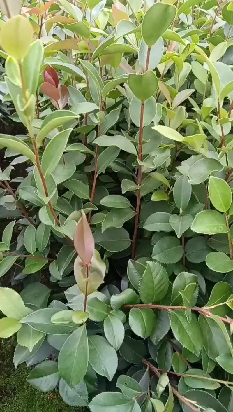 油茶苗油茶树苗实生油茶嫁接油茶苗高产长林嫁接油茶树苗