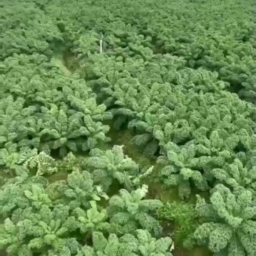 基地全年直供，茶饮榨汁
