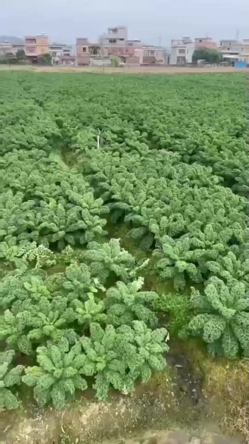 基地全年直供，茶饮榨汁