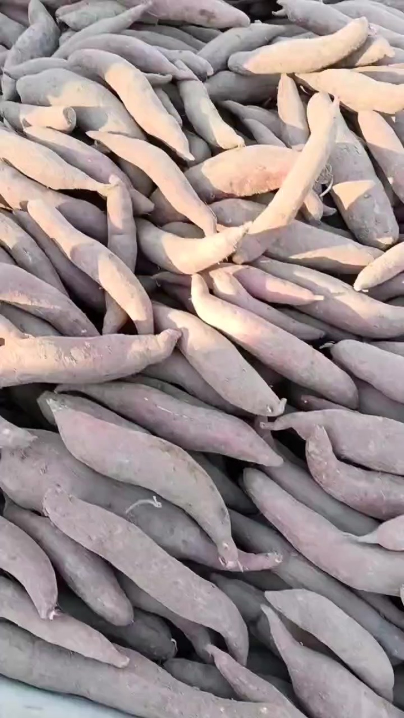 精品西瓜红大量红薯接单低价格高品质