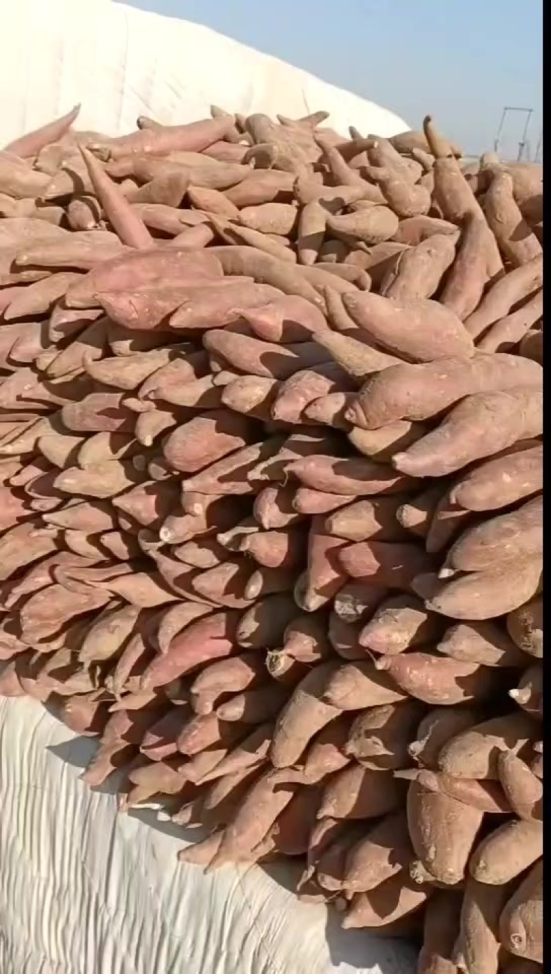 精品西瓜红大量红薯接单低价格高品质