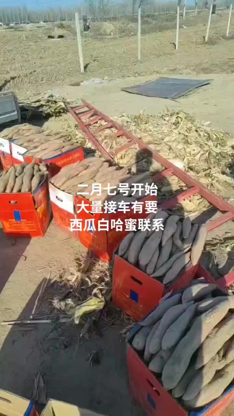 精品西瓜红大量红薯接单低价格高品质