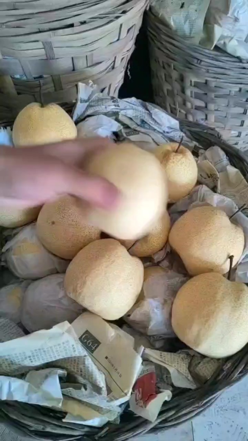 精品酥梨口感甜