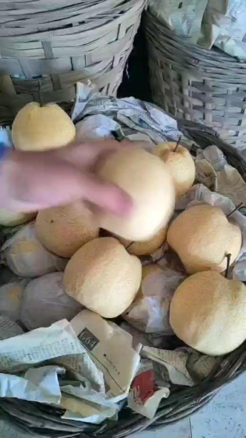 精品酥梨口感甜