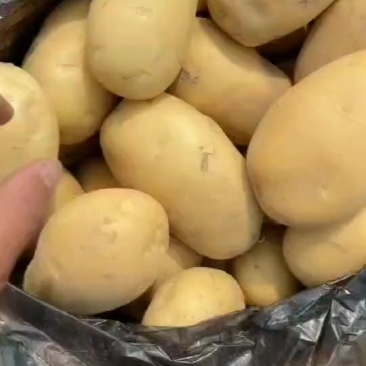 云南新土豆发货全国各地