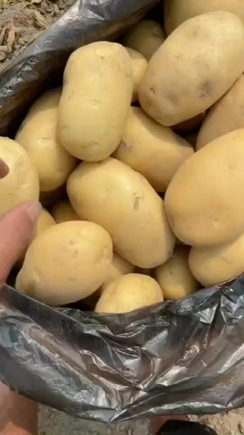 云南新土豆发货全国各地