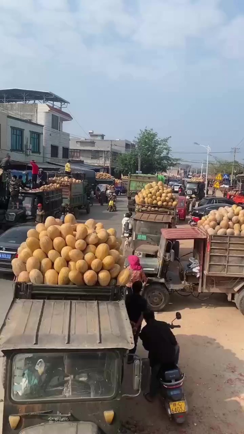 密本南瓜