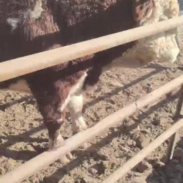 活牛，育肥母牛，公牛活体装车，接单出售，诚信为本
