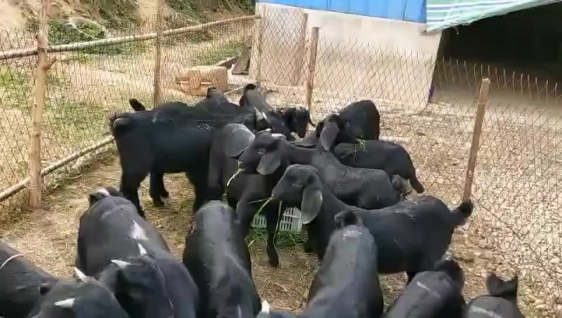 努比亚黑山羊种苗