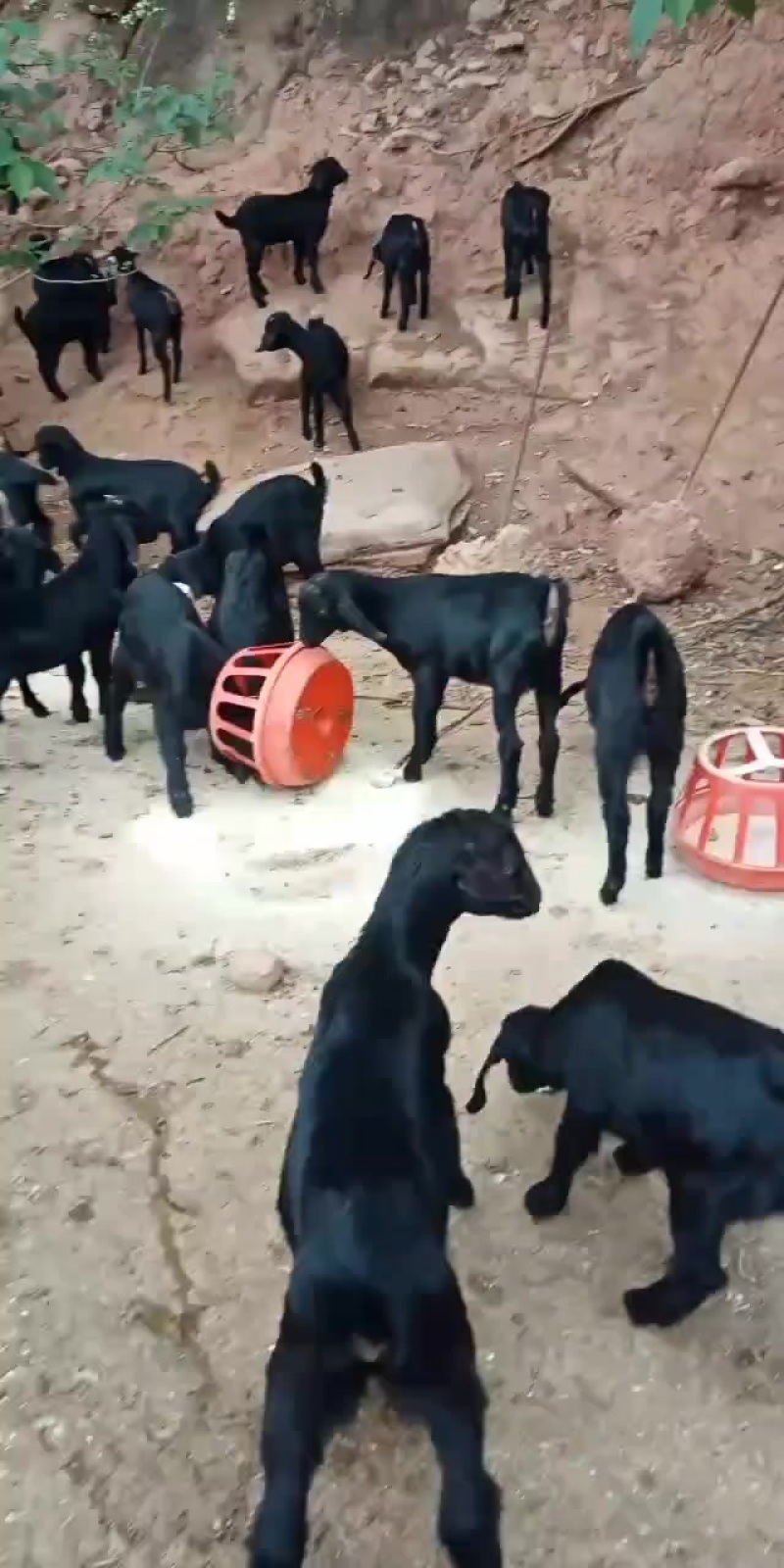 努比亚黑山羊种苗