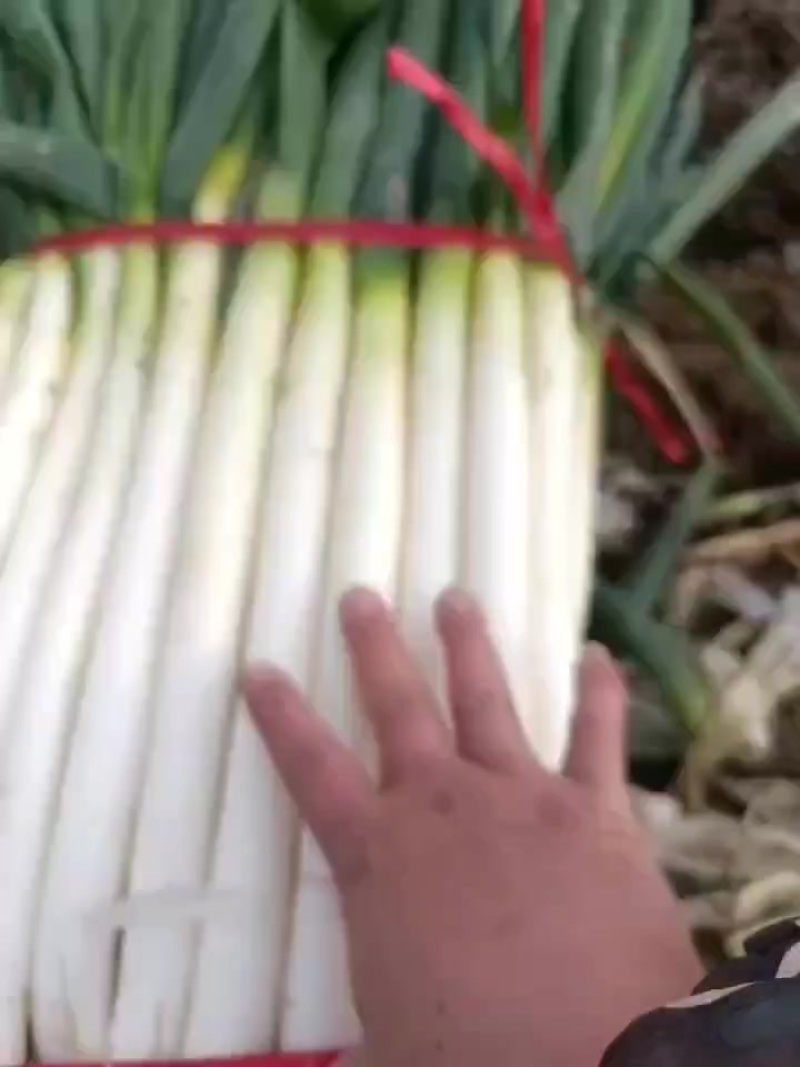 江苏南通精品大葱