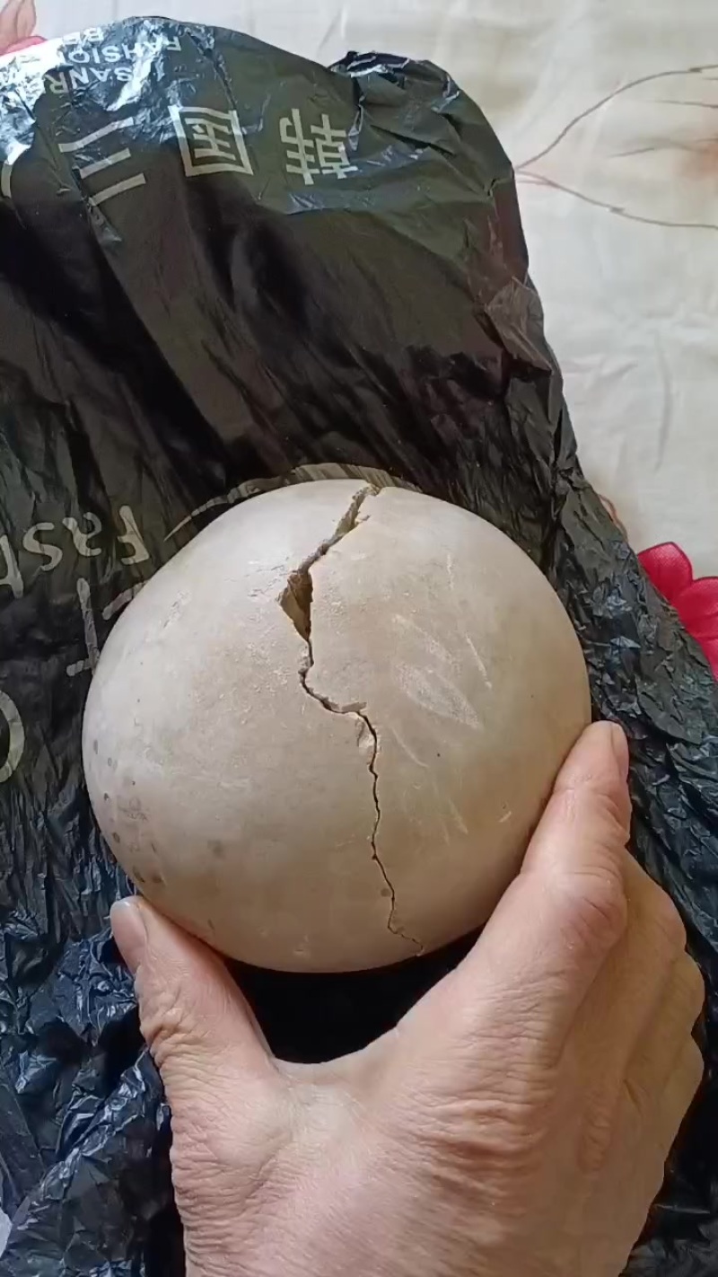 马宝