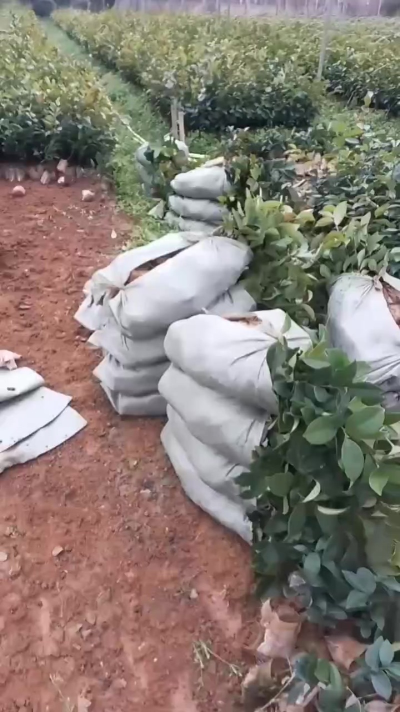 直生软枝油茶苗