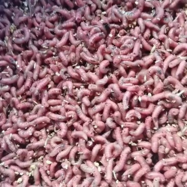 蝇蛆饵料