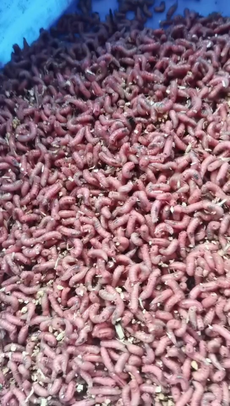 蝇蛆饵料
