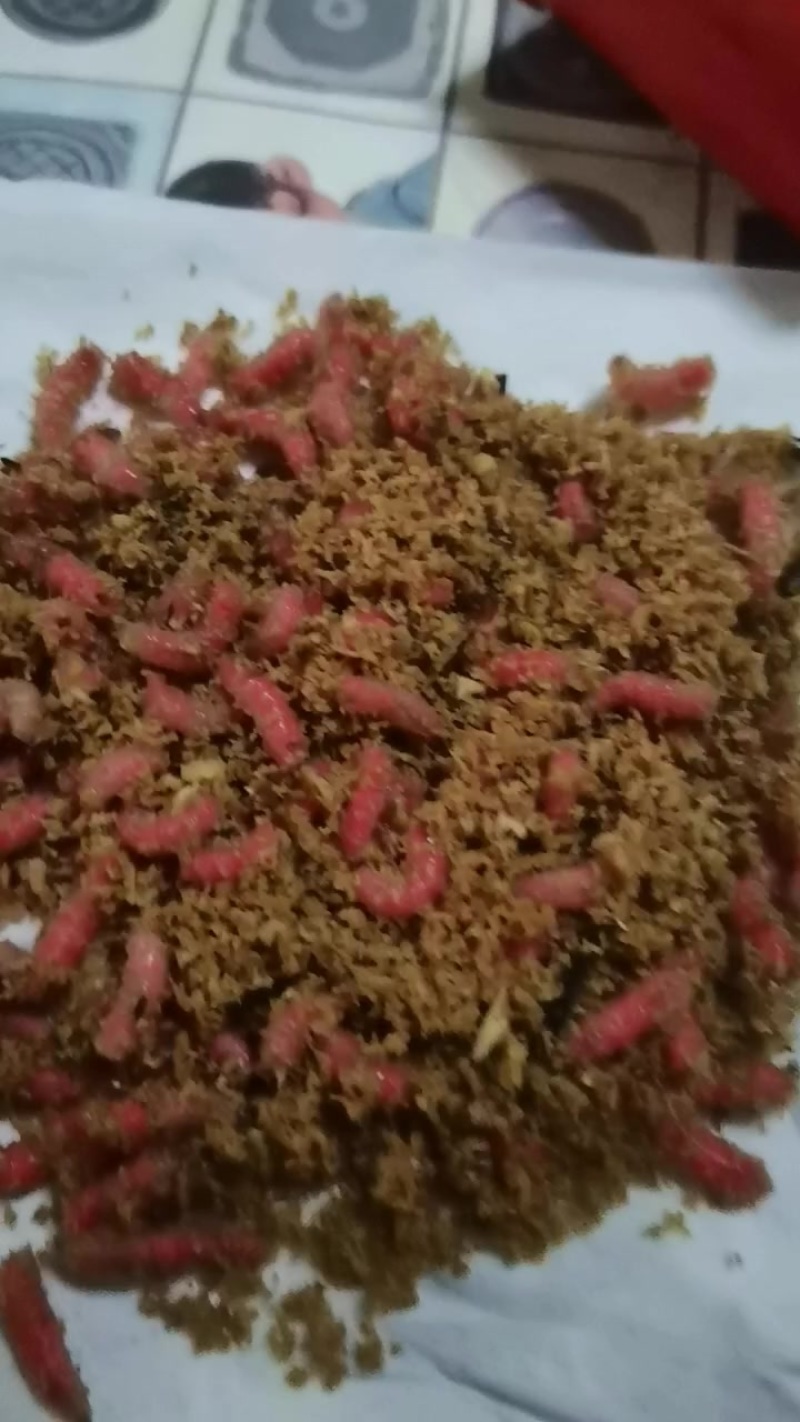 蝇蛆饵料