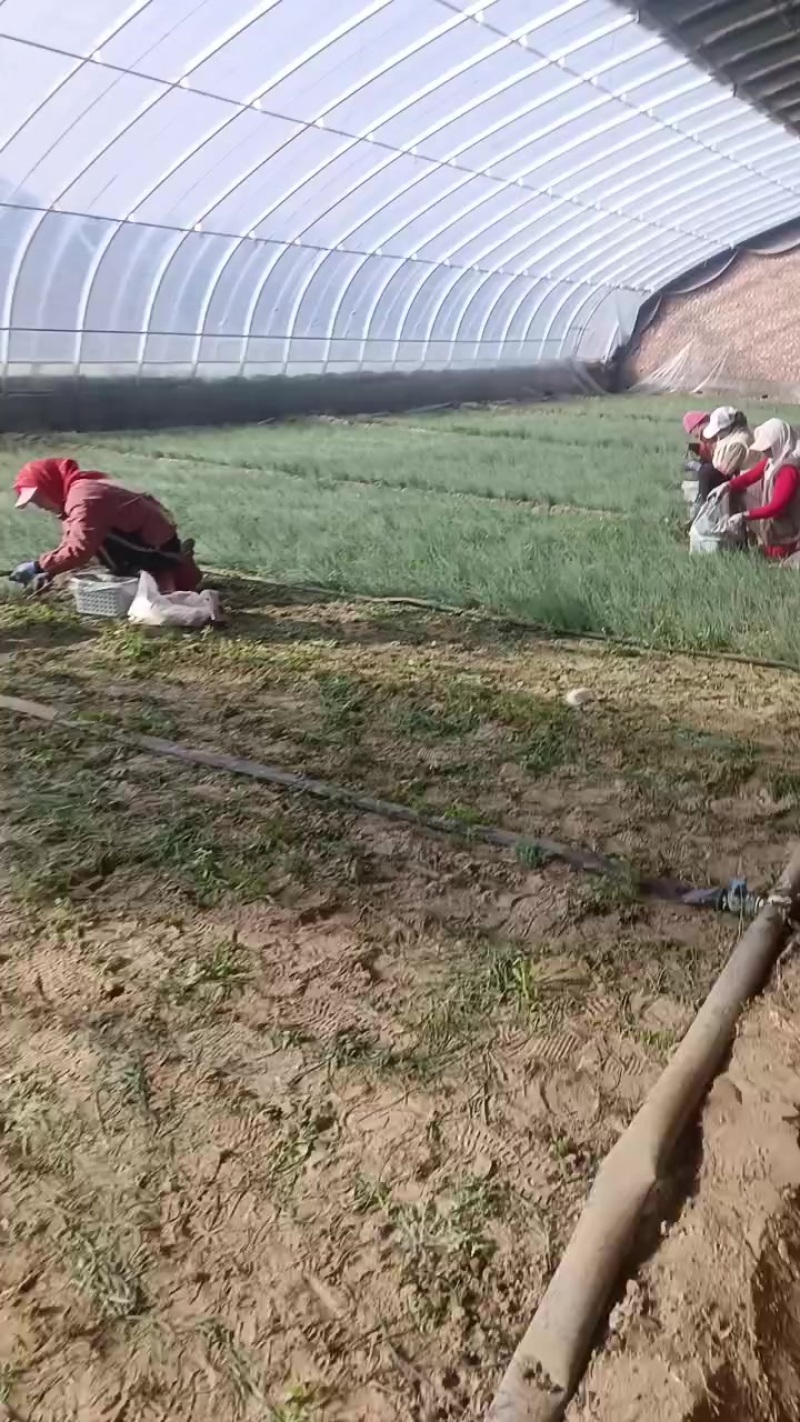 内蒙古沙葱
