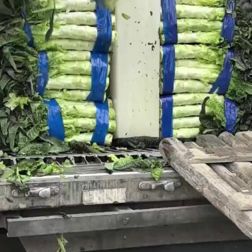 福州莴苣，大量有货，一手货源，