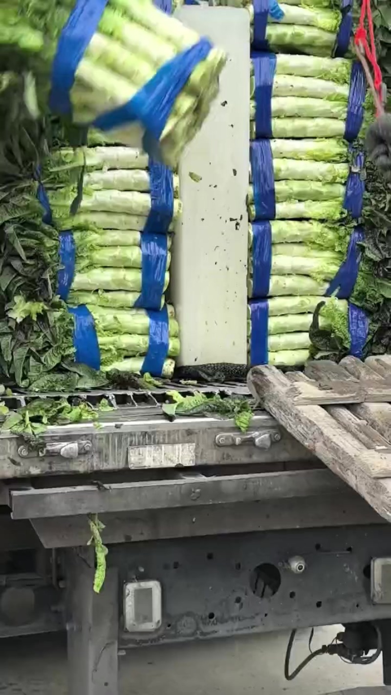 福州莴苣，大量有货，一手货源，