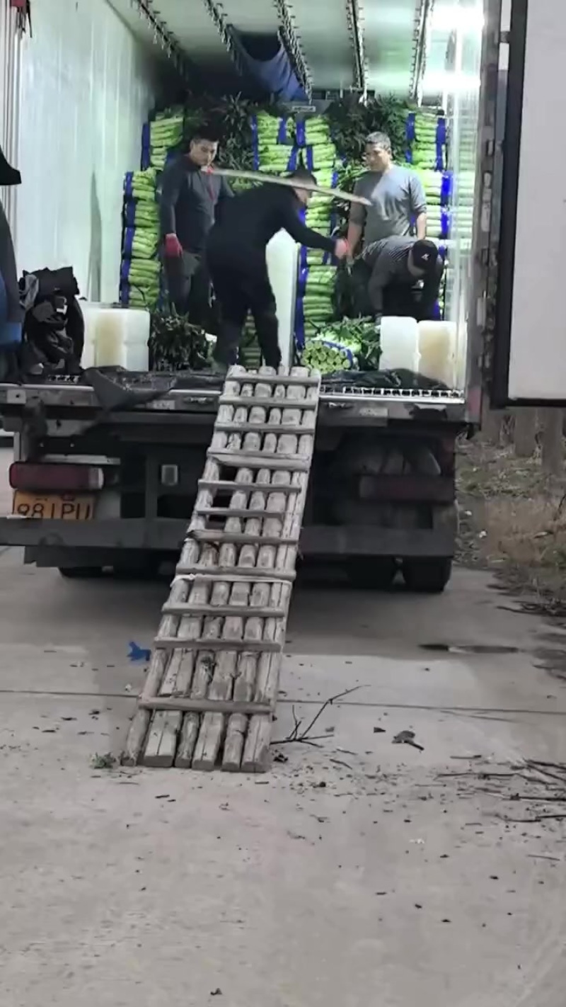福州莴苣，大量有货，一手货源，