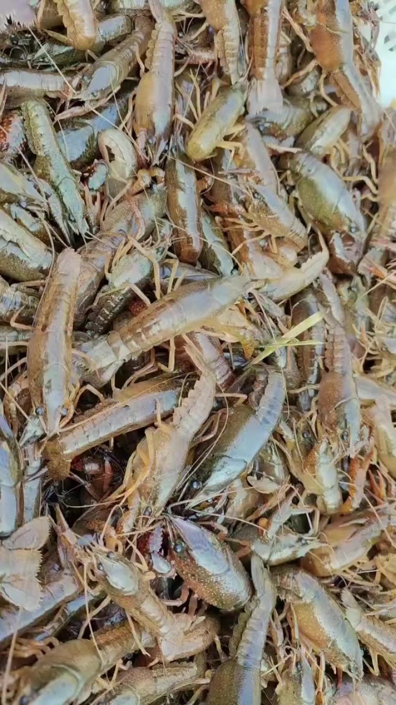 优质龙虾苗