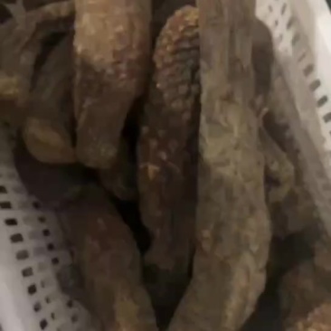 新疆塔克拉玛干大芸