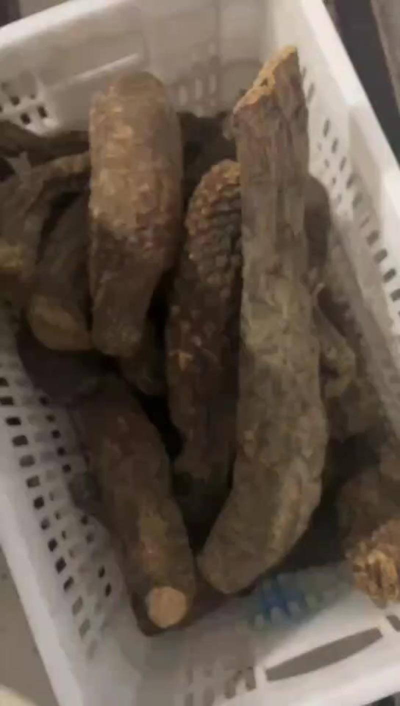 新疆塔克拉玛干大芸