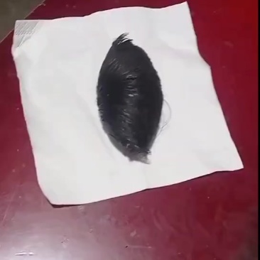 猪宝