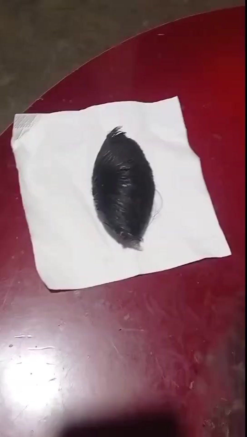 猪宝