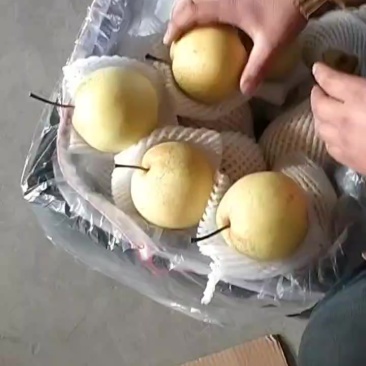 雪花梨果面干净果面干净保证质量