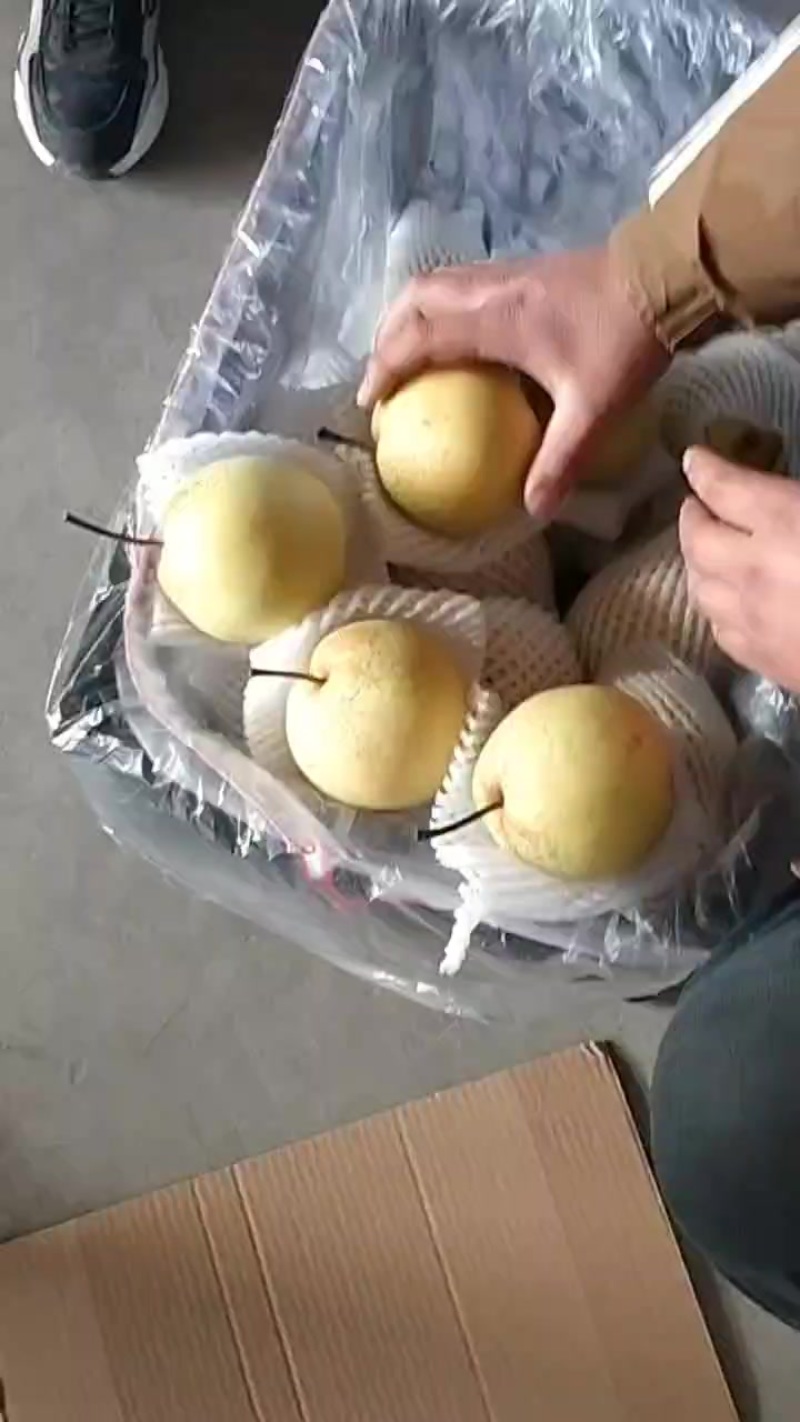 雪花梨果面干净果面干净保证质量