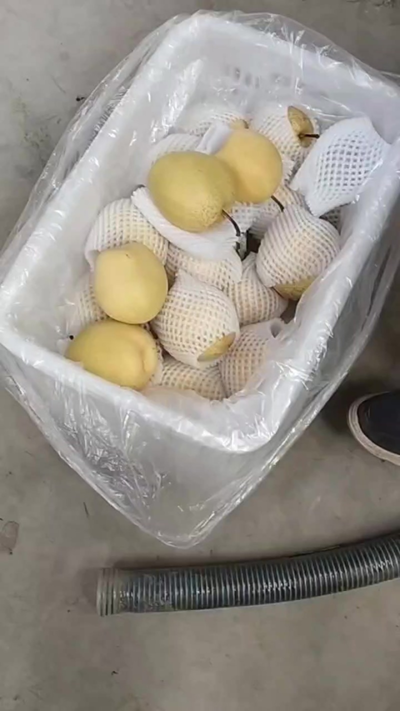 雪花梨果面干净果面干净保证质量