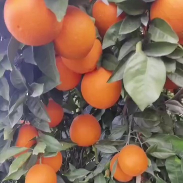 奉节脐橙