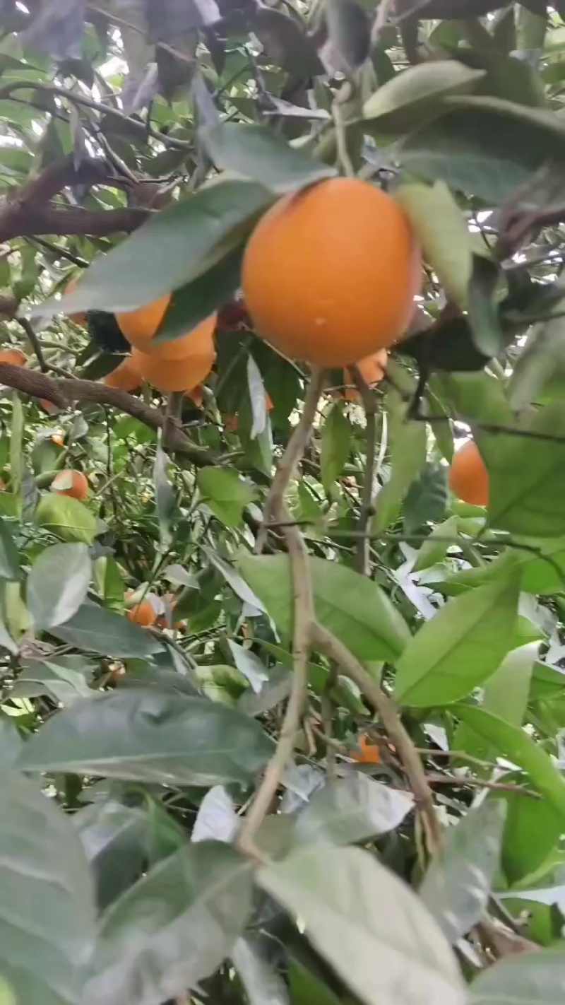奉节脐橙