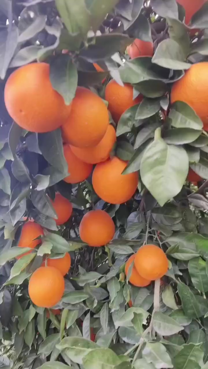 奉节脐橙