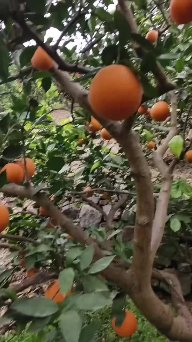 奉节脐橙