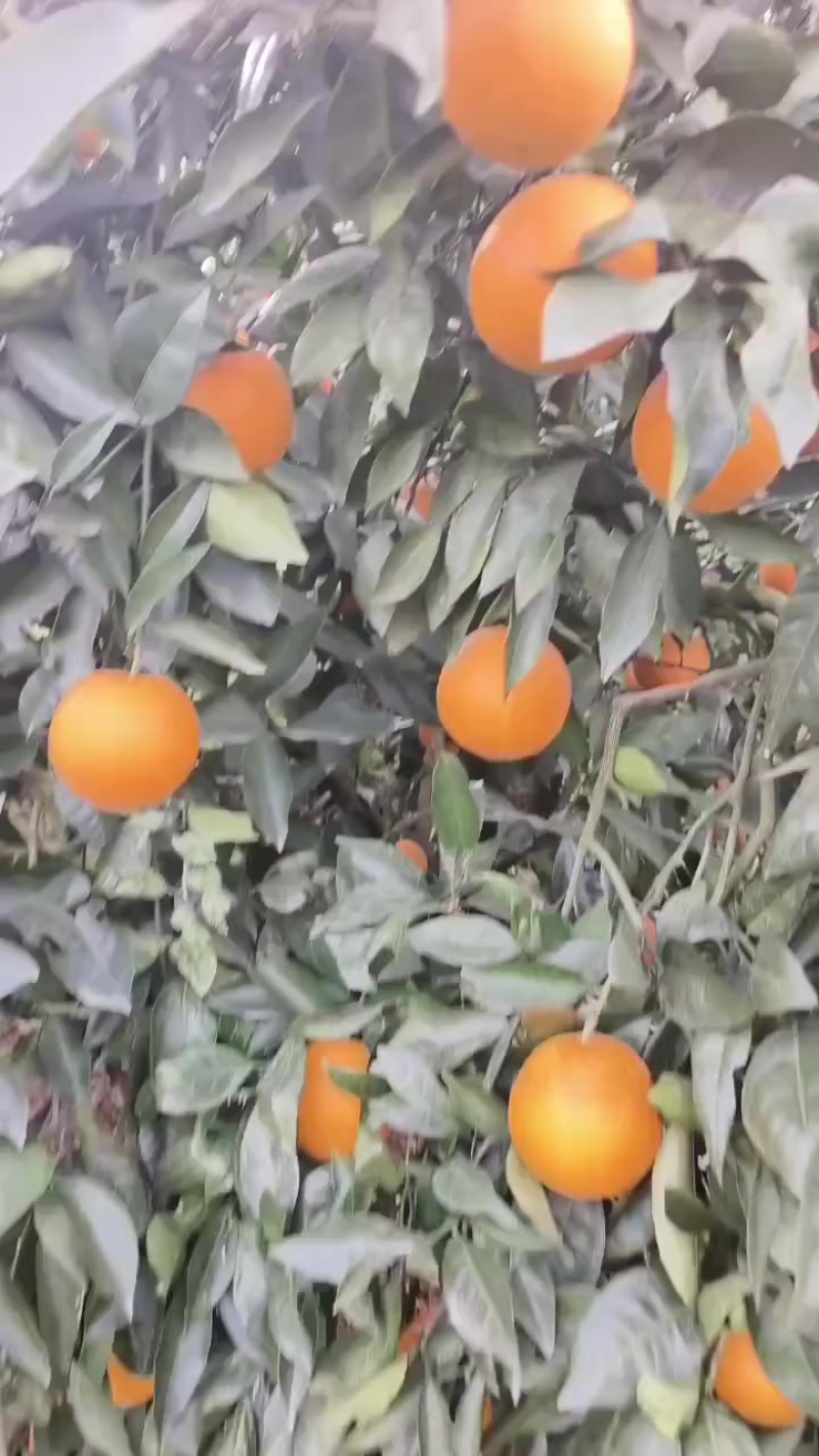 奉节脐橙