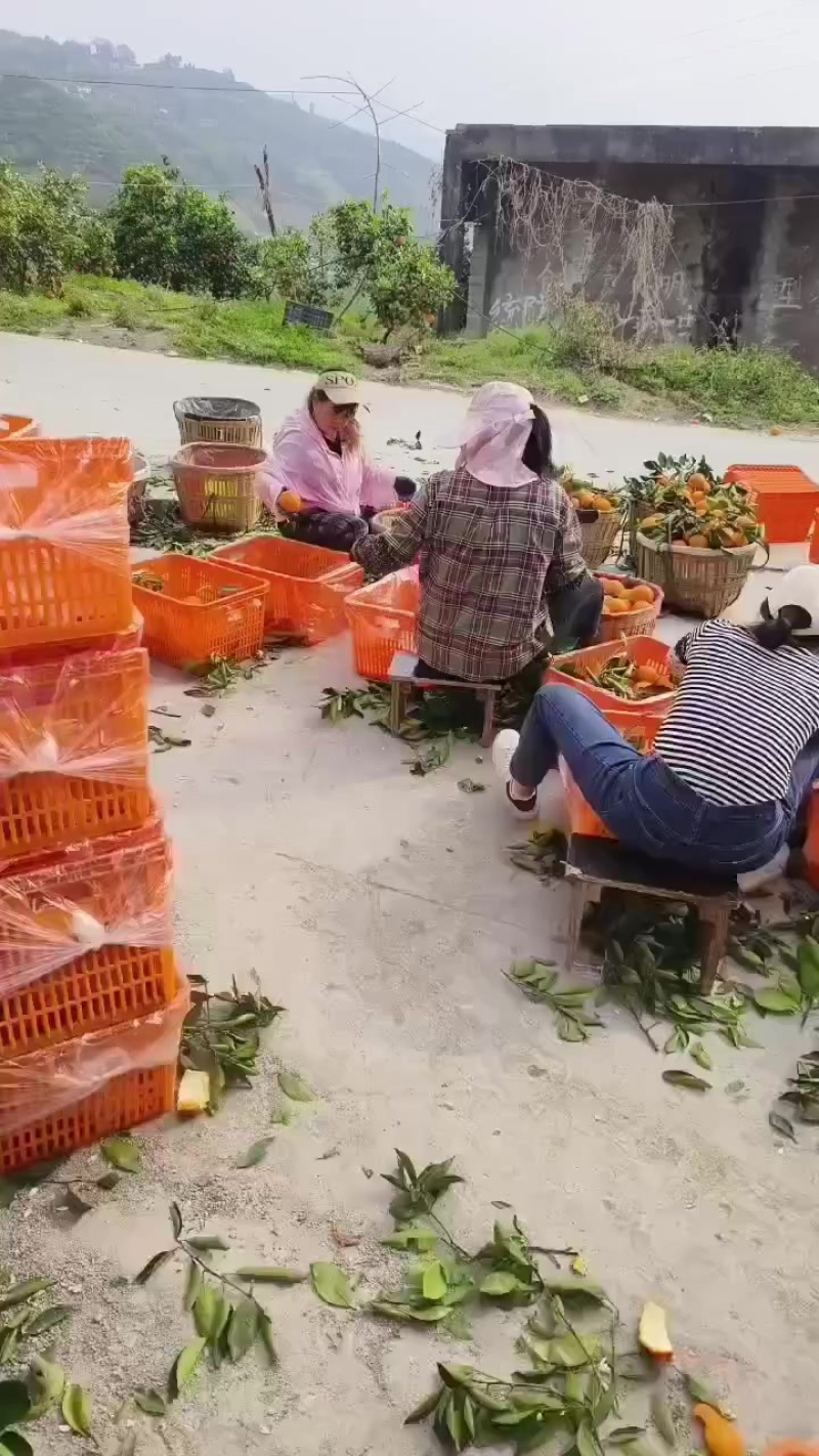 奉节脐橙