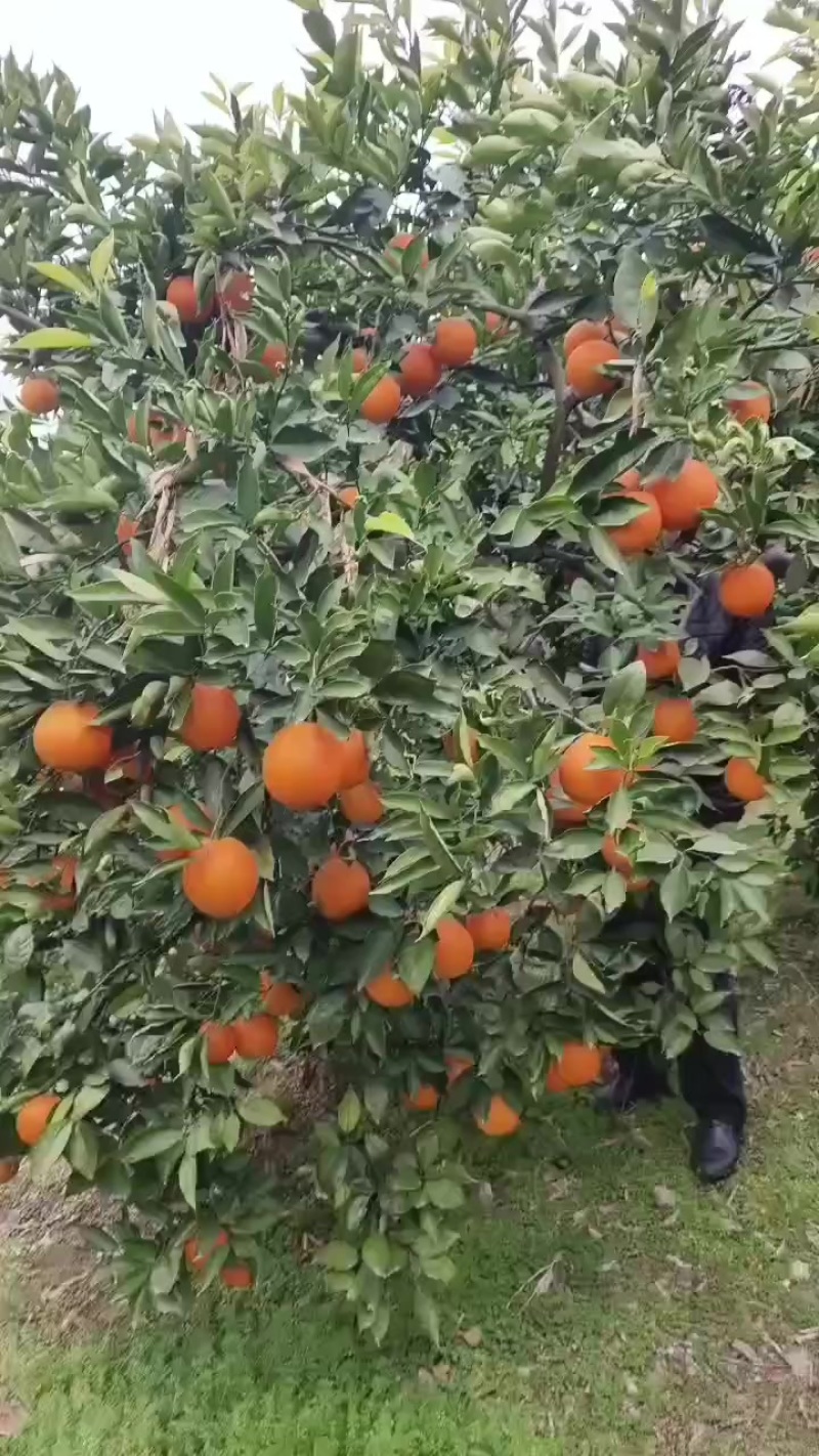 奉节脐橙