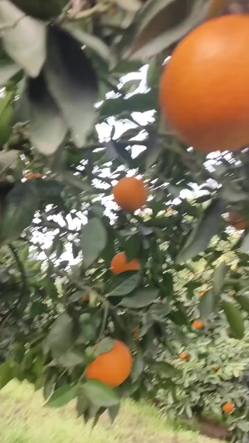 奉节脐橙