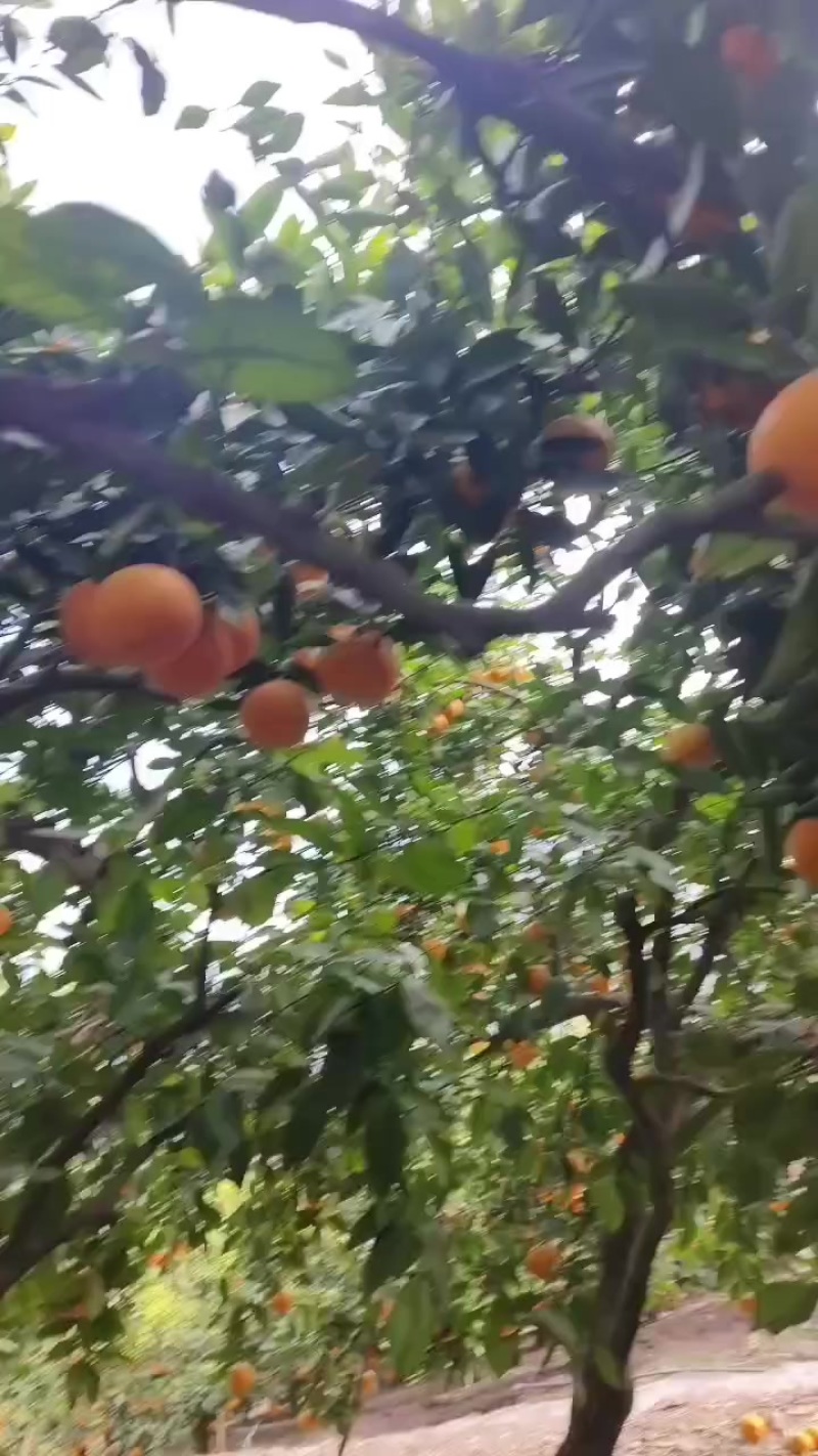 奉节脐橙